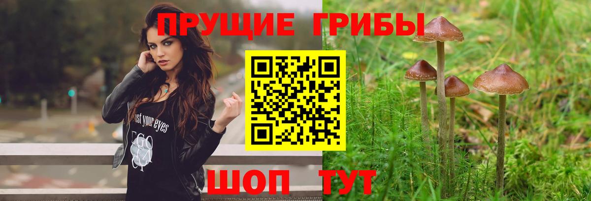 где купить наркоту  Галлюциногенные грибы Psilocybe  Старая Купавна  Вход с VPN  Псилоцибиновые грибы ЛСД 